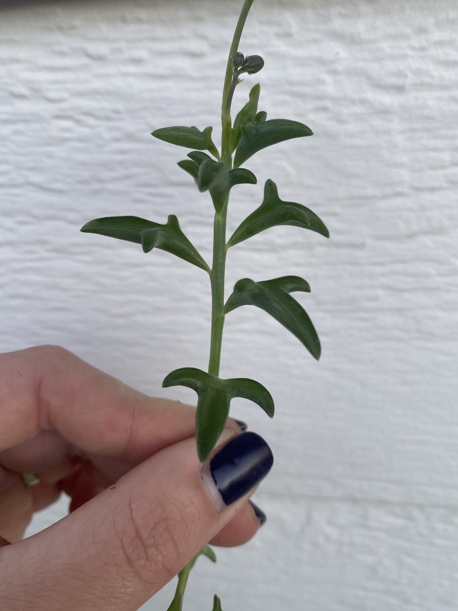 dolphin succulent for sale Senecio String of Dolphins