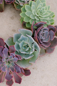 Succulent Wreath Arrangement