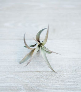 The Plant Parcel Box of Airplants