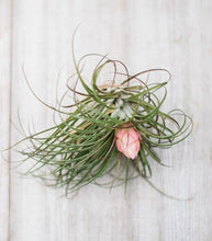 The Plant Parcel Box of Airplants