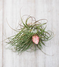 The Plant Parcel Box of Airplants