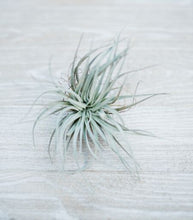 The Plant Parcel Box of Airplants