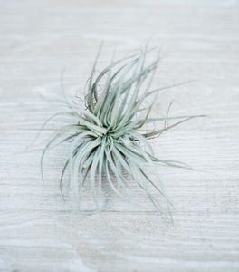 The Plant Parcel Box of Airplants