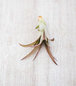 The Plant Parcel Box of Airplants