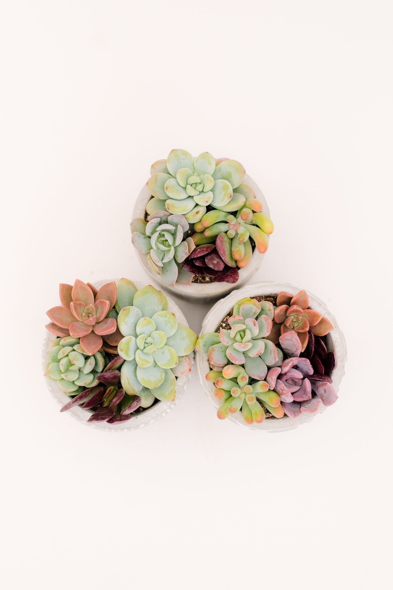 aesthetic succulent pots Mini Planter Trio DIY Kit: Makes 3 Pots! – In Succulent Love