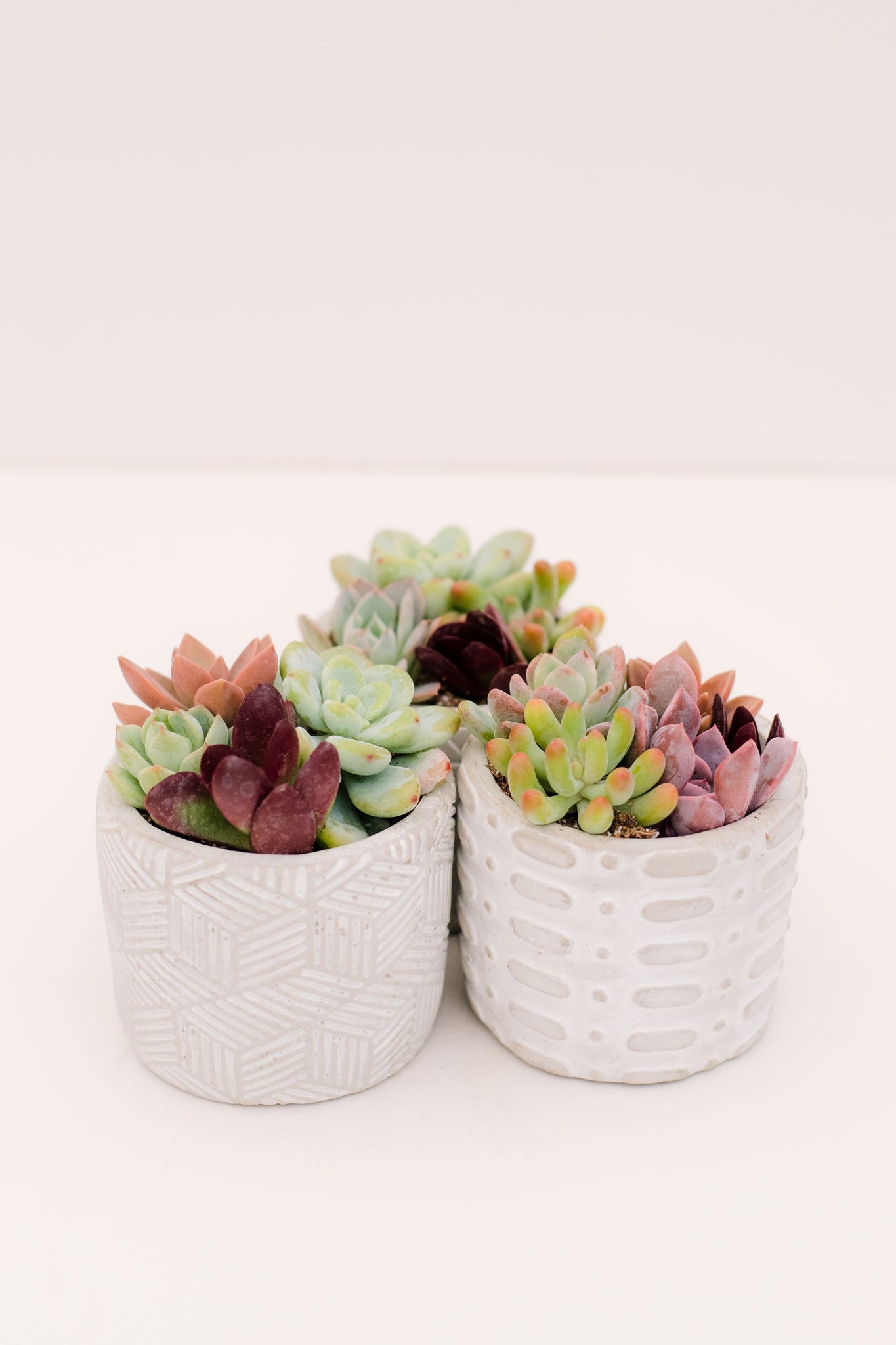 diy mini succulent planters Mini Planter Trio DIY Kit: Makes 3 Pots! – In Succulent Love