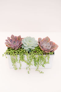 DIY Succulent Centerpiece Kit