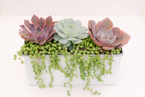 large succulent centerpiece DIY Succulent Centerpiece Kit – In Succulent Love