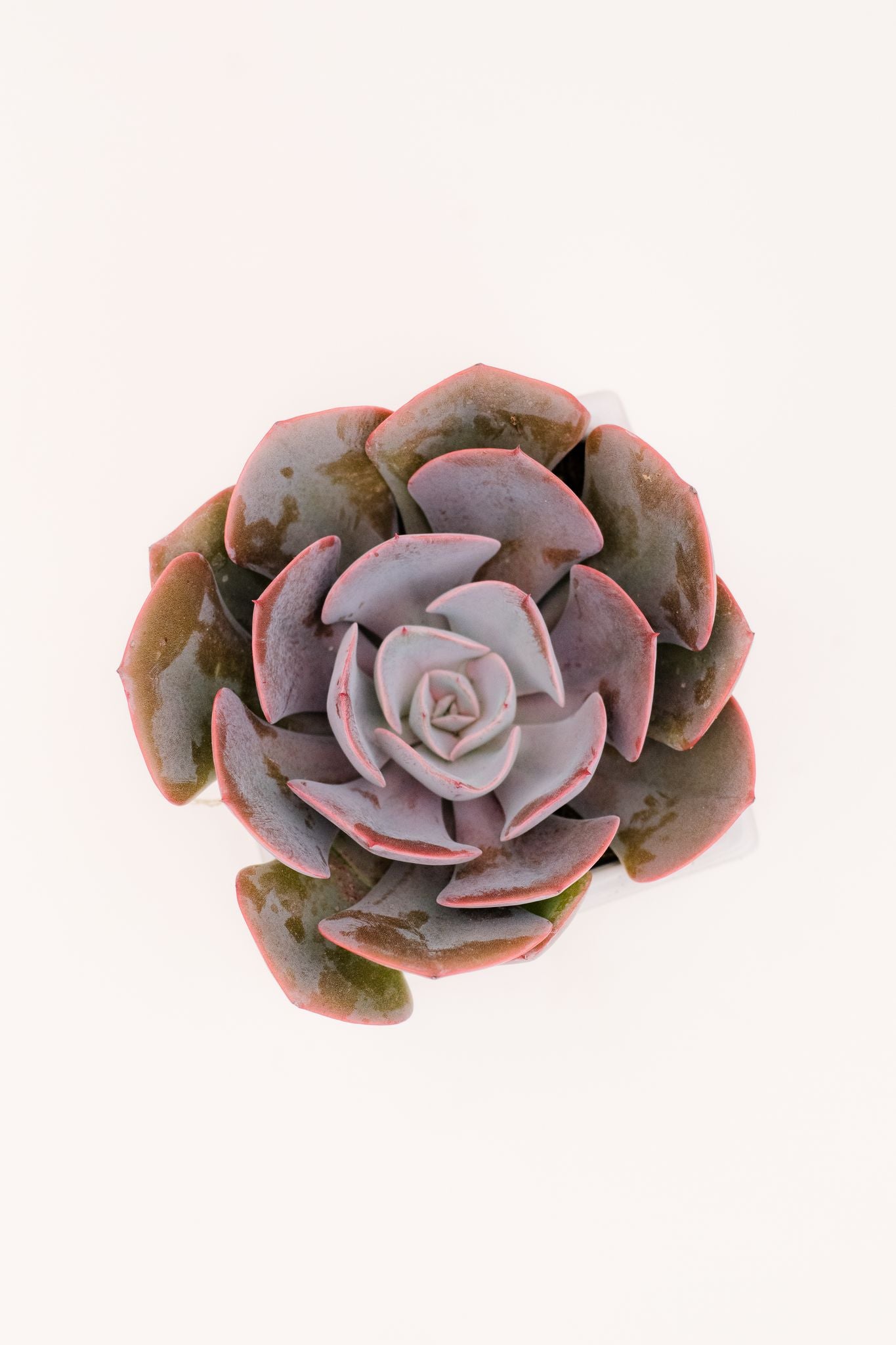 rose echeveria succulent Echeveria Dusty Rose – In Succulent Love