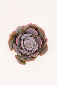 Echeveria Dusty Rose