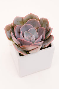 Echeveria Dusty Rose