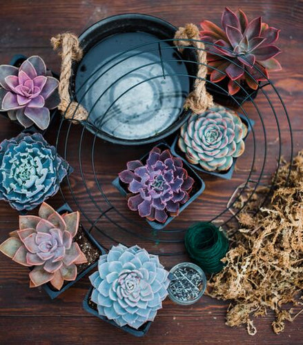 DIY Large Succulent Wreath Kit