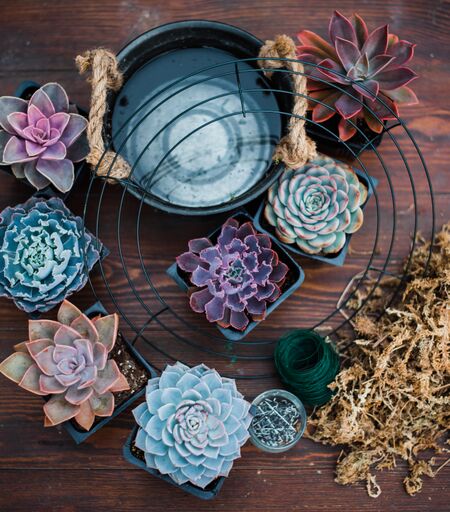 living succulent wreath for sale DIY Large Succulent Wreath Kit – In Succulent Love