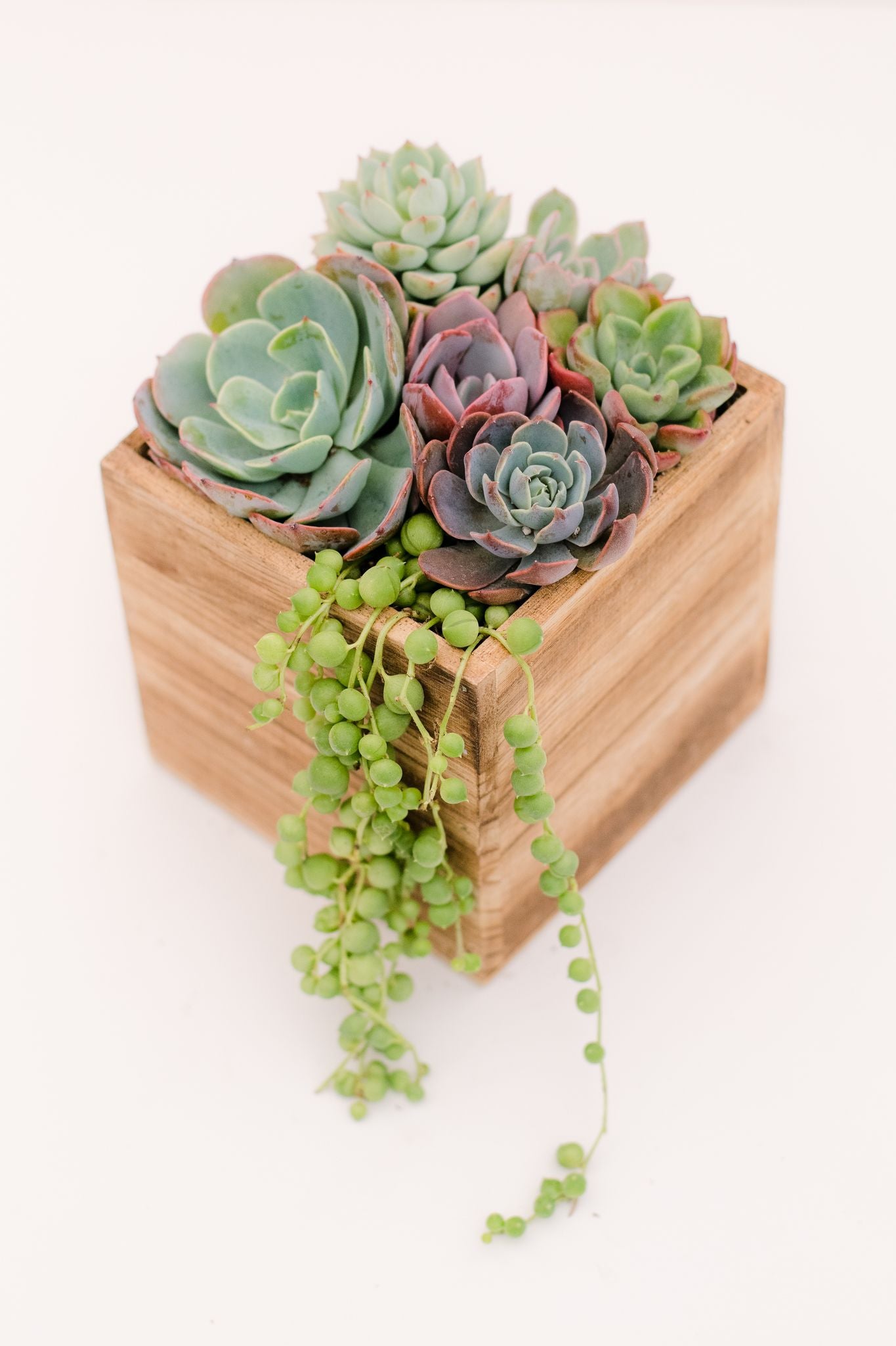wooden succulent pot DIY Wooden Succulent Planter Kit