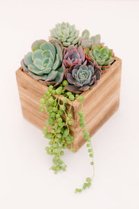 DIY Wooden Succulent Planter Kit