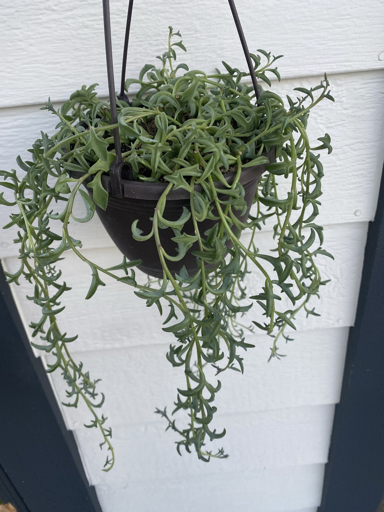string of dolphins succulent care Senecio String of Dolphins – In Succulent Love