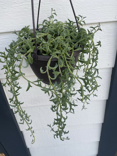 Senecio String of Dolphins