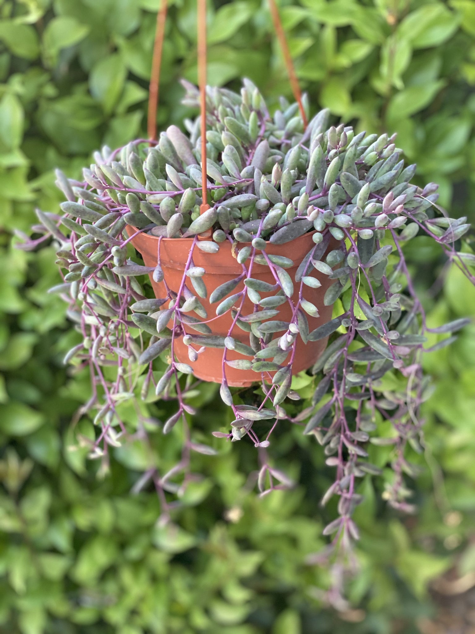 Buy Ruby Necklace Plant Online | Succulent | Garden Goods Direct