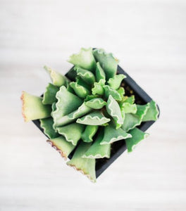 Adromischus Cristatus