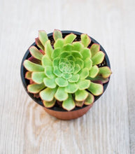 Aeonium Fiesta