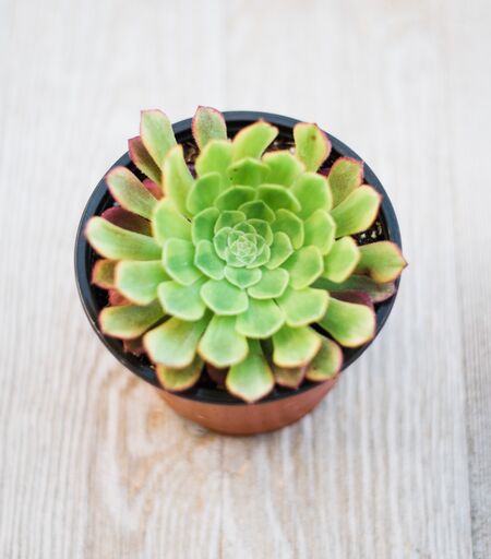 Aeonium Fiesta