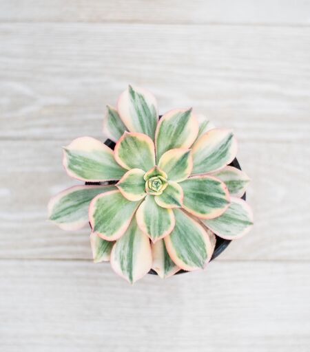 succulent flats Mixed Succulent Flat: 20 (4in) Succulents – In Succulent Love
