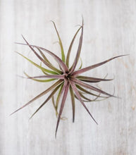 The Plant Parcel Box of Airplants