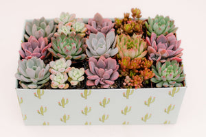succulents in a box gift Classic Succulent Gift Box – In Succulent Love