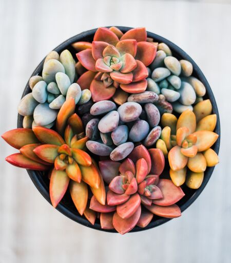 Colorful Succulent Combo Pots