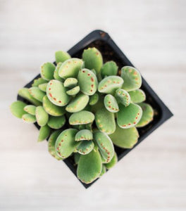 Cotyledon Bear Paws (Green)