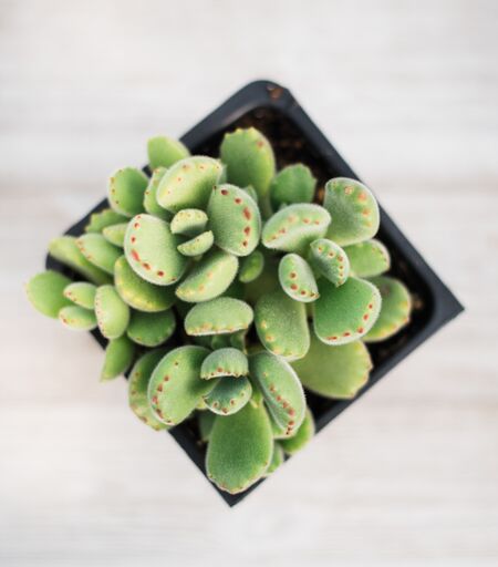 Cotyledon Bear Paws (Green)
