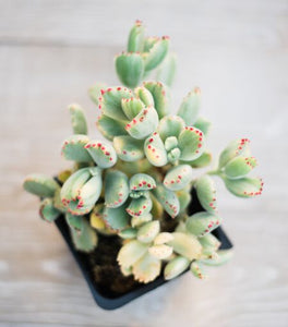 Cotyledon Bear Paws Variegated