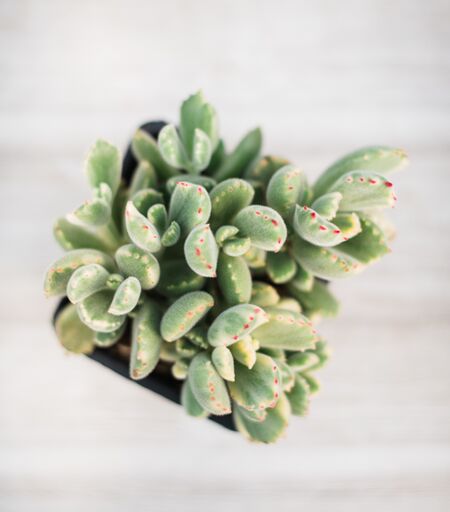 bear paw succulent variegated Cotyledon Bear Paws Variegated – In Succulent Love