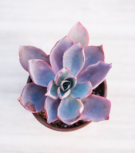 echeveria purple succulents Echeveria Afterglow – In Succulent Love