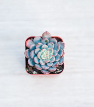 Mini Succulents (2in pots)