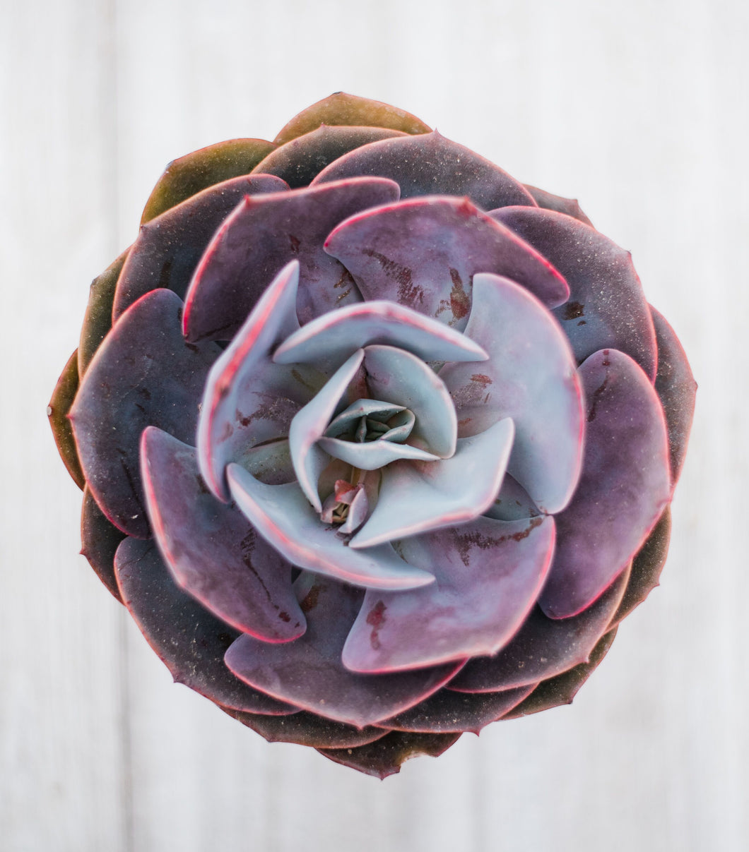 rose succulant Echeveria Dusty Rose – In Succulent Love