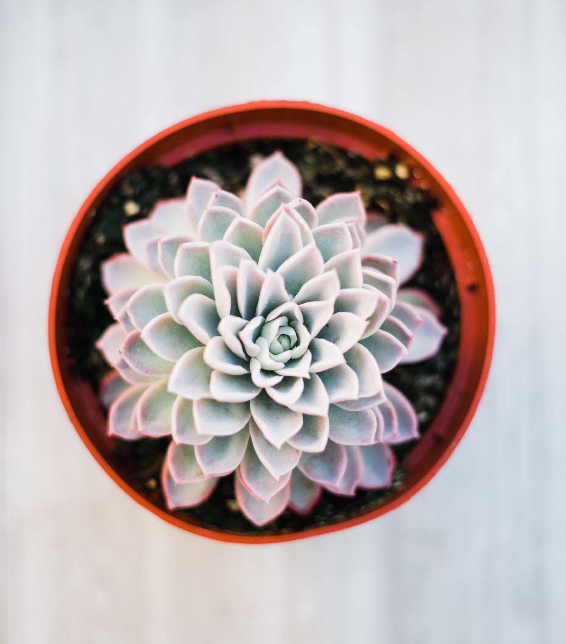 echeveria violet queen succulent Echeveria Violet Queen – In Succulent Love
