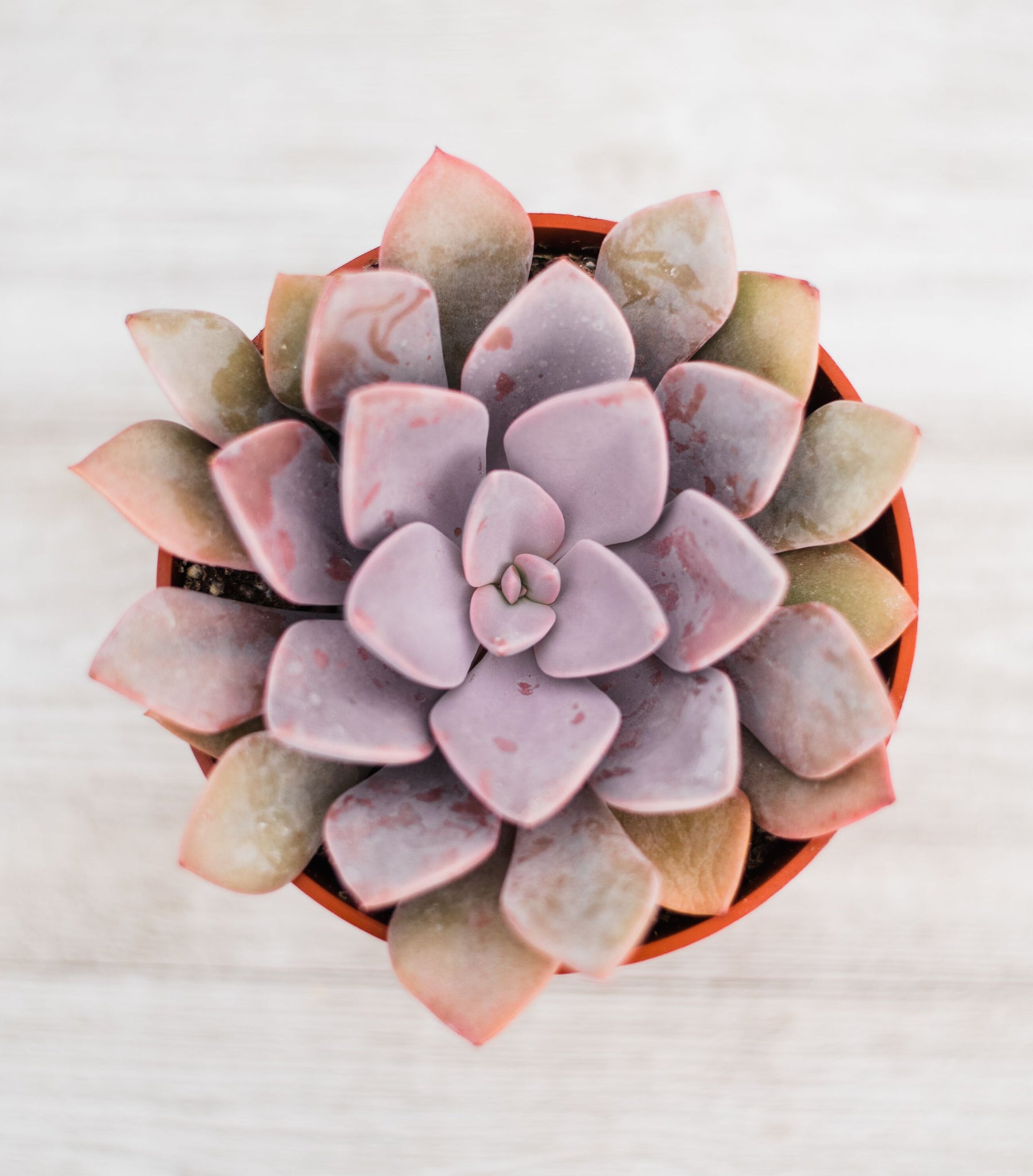 flats of succulents Mixed Succulent Flat: 20 (4in) Succulents – In Succulent Love