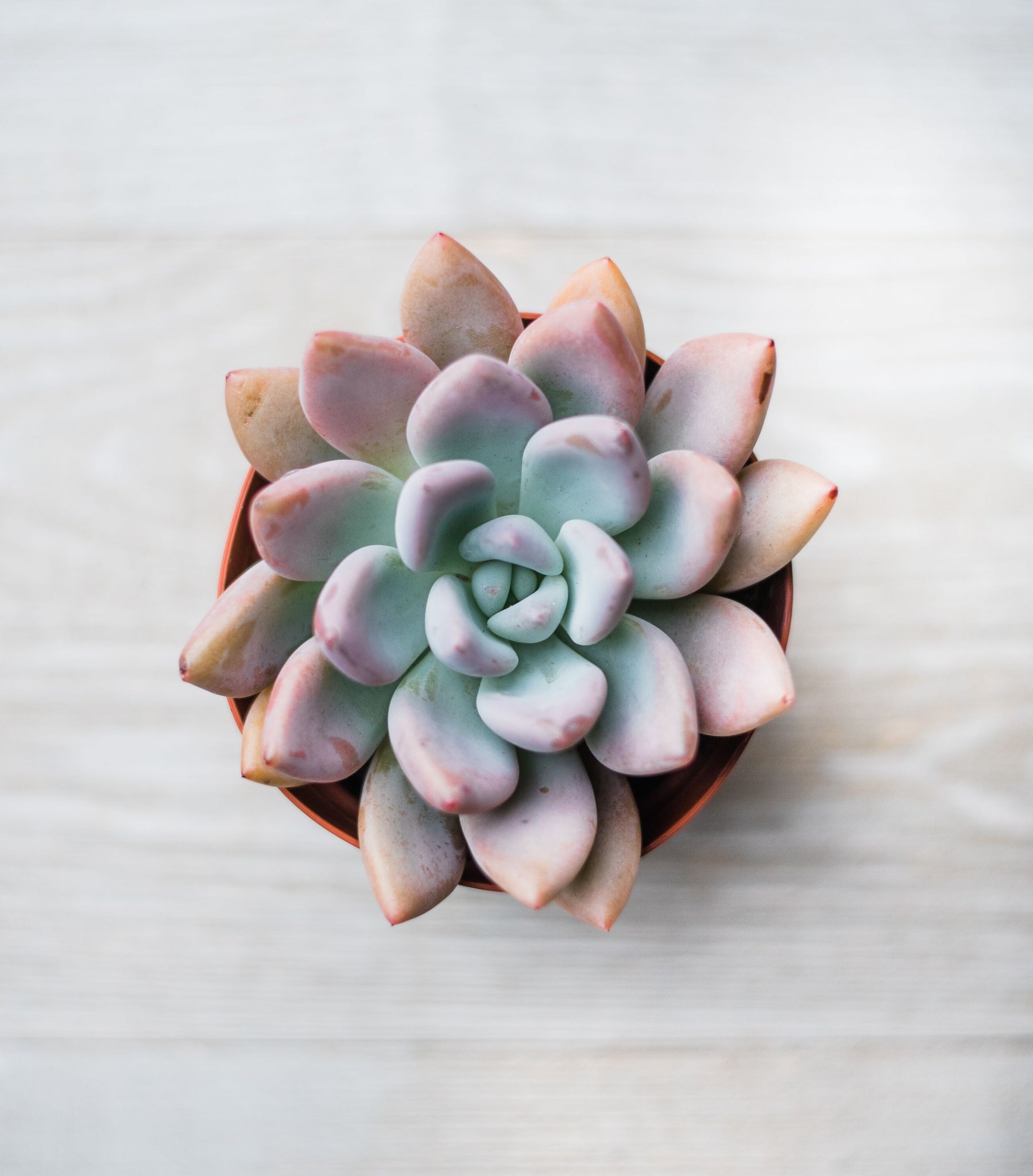 opal succulent plant Graptoveria Opalina – In Succulent Love