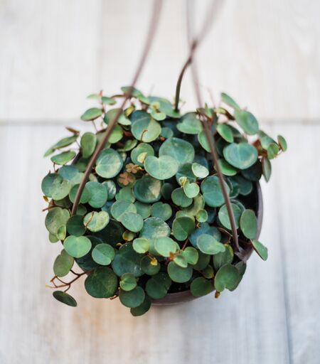 altman plants 6 in. peperomia ruby cascade hanging basket Peperomia Ruby Cascade