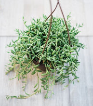 Senecio String of Bananas