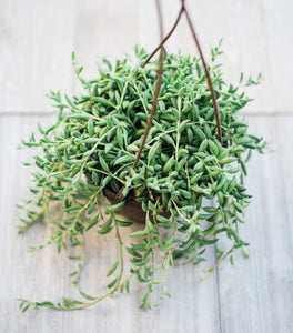 banana hanging plant Senecio String of Bananas – In Succulent Love
