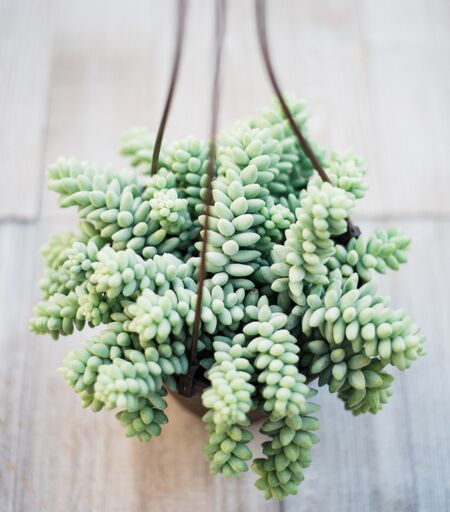 donkey succulent planter Sedum Donkey Tail – In Succulent Love
