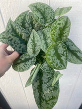 Scindapsus Pictus Exotica Pothos