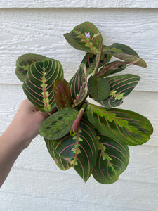 prayer plant praying Red Maranta ( Red Prayer Plant ) – In Succulent Love