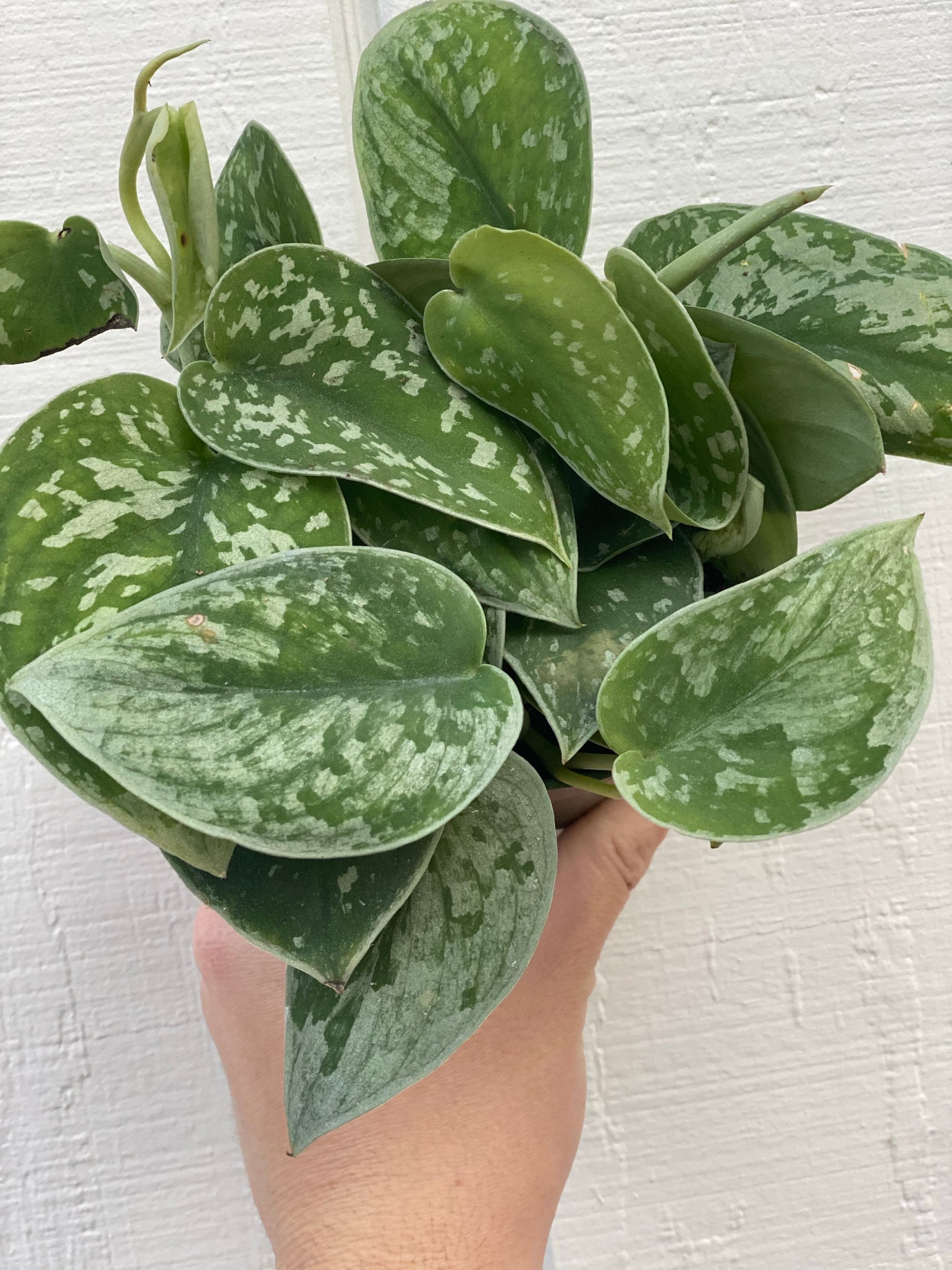 silvery ann pothos for sale Scindapsus Pictus Silvery Anne ( Pothos ) – In Succulent Love