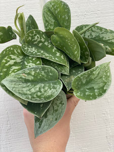 Scindapsus Pictus Silvery Anne ( Pothos )