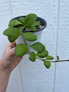 Hoya Heuschkeliana Yellow