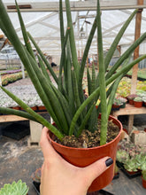 Sansevieria Cylindrical