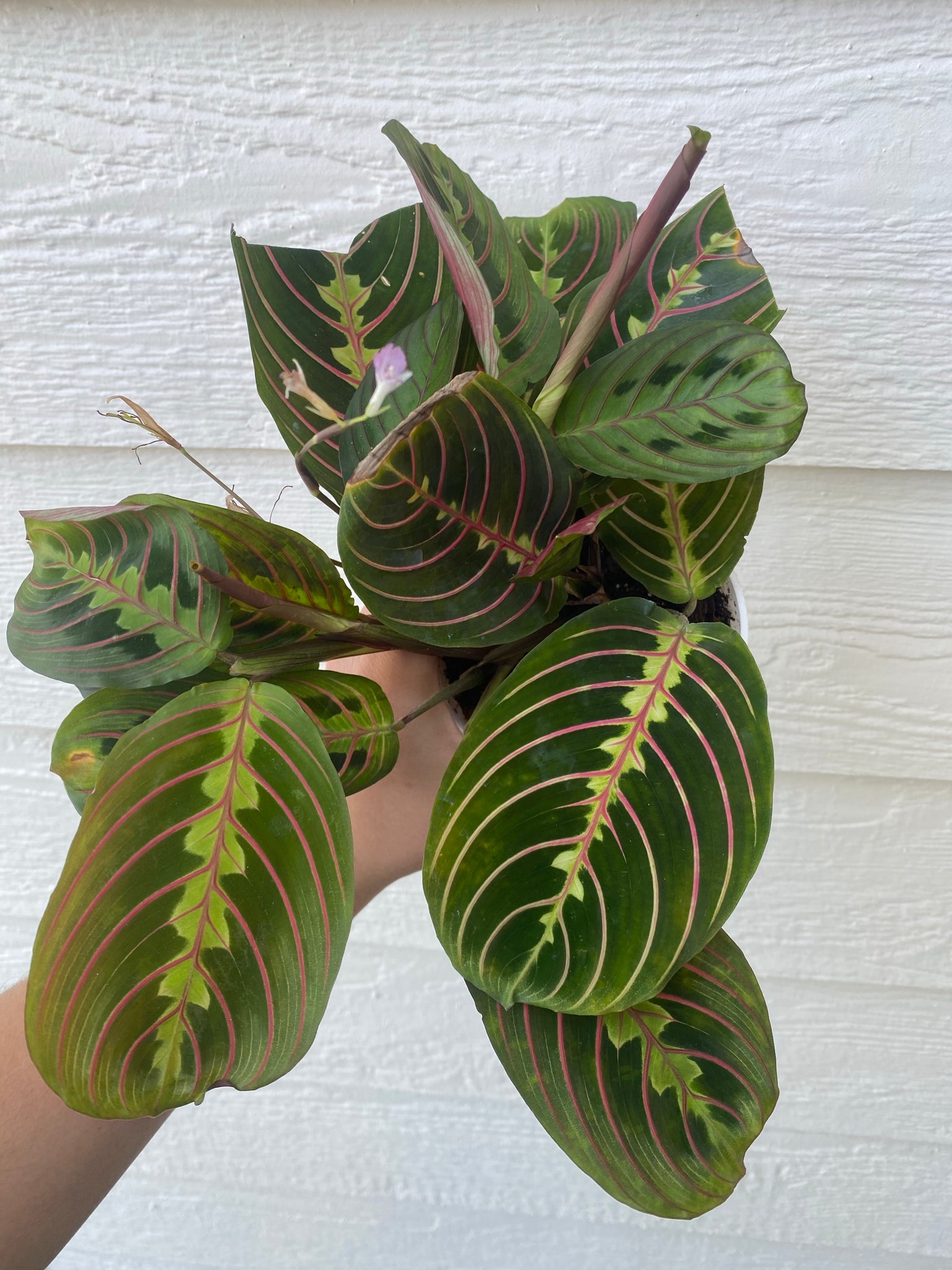 Red Maranta ( Red Prayer Plant In Succulent